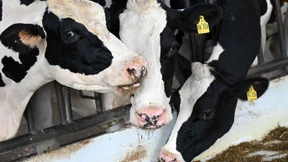 Irland erwägt Tötung Zehntausender Kühe