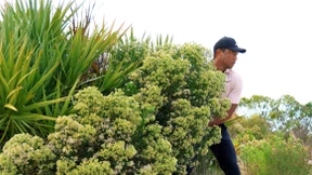 „Krumme Schläge“ des Superstars