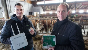 Kühe haben es faustdick hinter den Ohren