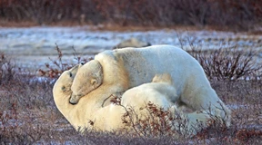 Können Eisbären den Klimawandel überstehen?