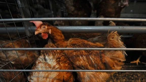 Käfighaltung soll verboten werden