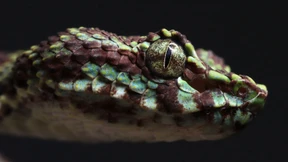 Hunderte neue Arten in Mekong-Region entdeckt