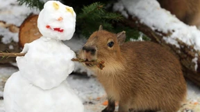 Weihnachtsstimmung im Zoo Berlin