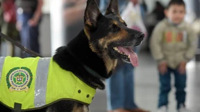 Verbrecher setzen Kopfgeld auf Drogenspürhund aus