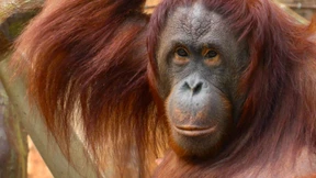 Sie waren uns so nah