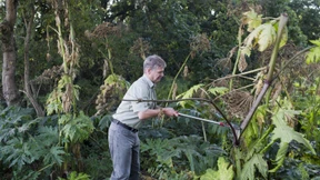 Eine Pflanze namens Stalin