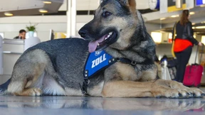 Spürhündin erschnuppert knapp 11.000 Euro Bargeld