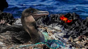 Biosphärenreservat der Galápagos-Inseln wird größer