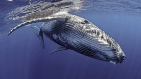 Ein Google-Translate für Wale?