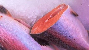 Lachs mit Bakterien belastet