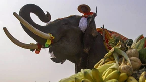 Obst-Büfett für Dickhäuter