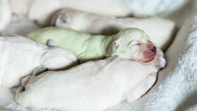 Ein grüner Welpe namens „Mojito“