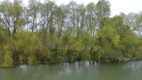 Die Drossel übt Mozart in g-Moll