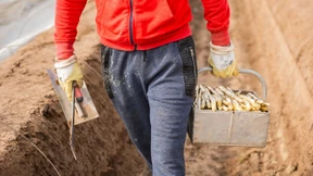 Sorge um Gesundheit von Erntehelfern