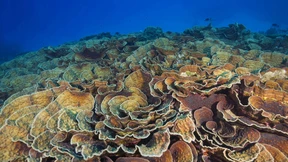 Die Macht der Farben im Korallenriff