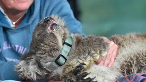 Koalas kämpfen nach Bränden ums Überleben