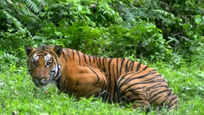 So schlimm steht es um das Artensterben