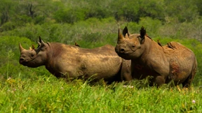 „Sogar die Nashörner haben sich gewundert“