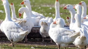 Schlemmen ohne Stopfen