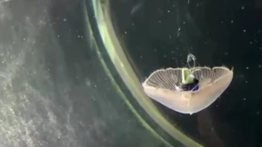 Bionische Quallen sollen Weltmeere erkunden