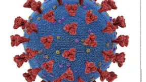 Coronavirus kann im Labor Herzzellen infizieren