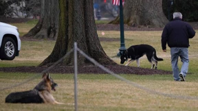 First Dogs nach „Beiß-Vorfall“ nicht mehr im Weißen Haus