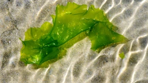 Algen als umweltfreundlicher Sonnenschutz