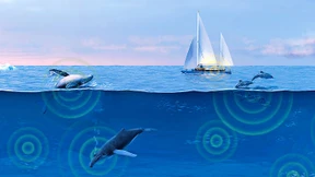 Vom Klang und Lärm der Ozeane