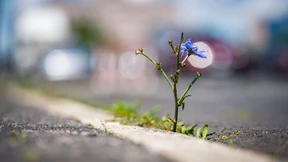 Unkraut vergeht nicht
