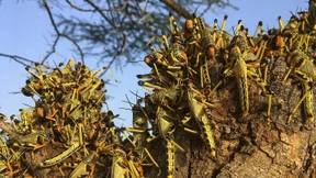 Furcht vor zweiter Heuschreckenplage in Ostafrika