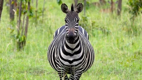 Eine Alternative zur Serengeti? 