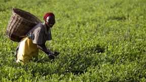 Die Tee-Produktion in Kenia