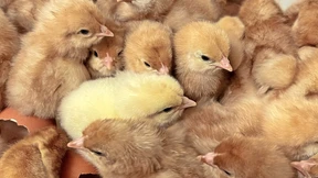 Der Kampf um den Hahn