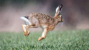 Die Politik hat kein Interesse an intakter Natur