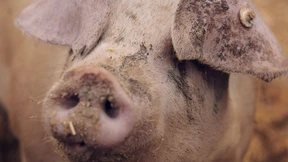 Der Preis der glücklichen Schweine