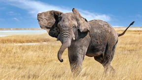 Weg frei für die Rückkehr der charismatischen Tiere