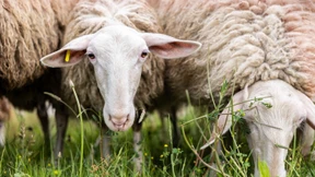 Diese Schafe dürfen auch den DFB-Campus abfressen