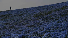 Blütenrausch in Corona-Stille