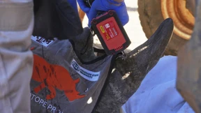 Nashornhörner mit radioaktivem Material versehen