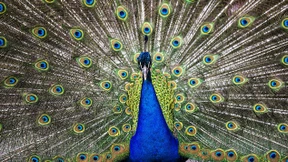 16 Pfaue verenden nach Ausbruch der Geflügelpest