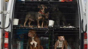 30 Hunde und Katzen aus illegalem Tiertransport befreit