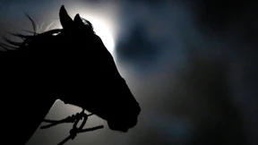 Armbrust-Schütze tötet Pferd