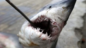 „Bislang war es ein Krieg gegen die Natur“