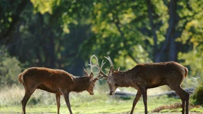 Vereinigtes Königreich der Tiere