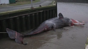 Pottwal strandet vor Pellworm