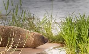 „Junge Robben sind sehr wanderlustig“