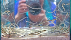 Sie navigieren mit ihrer Nase