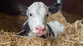 Warum ein Kalb nur noch 7,89 Euro kostet