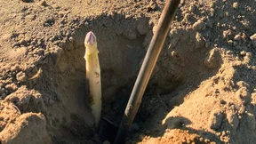 Fährt ein Deutscher zur Spargelernte – nach Polen