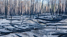 China nimmt bei der Klimawende die Überholspur